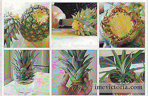 Een ananas groeien thuis