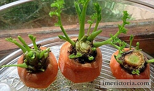 Come far crescere le carote a casa? Pronti-es per metterti?