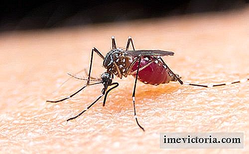 4 Geweldig en origineel trucs om muggen te voorkomen