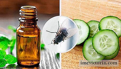 7 Přírodní repelenty proti mouchy