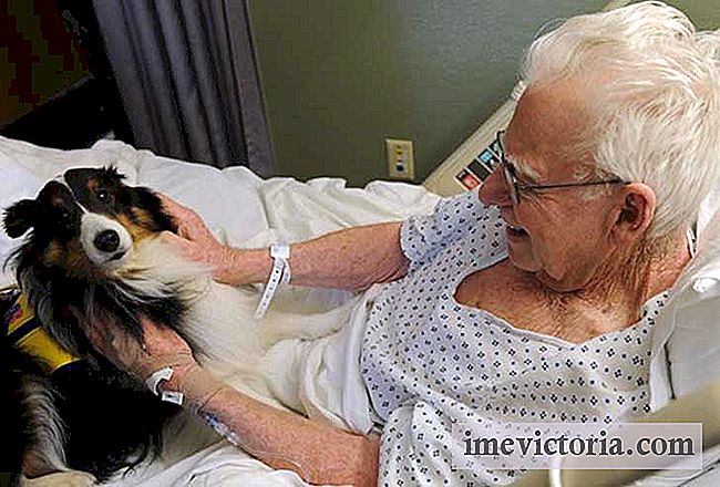 Descubra o hospital que permite animais de estimação para visitar seus senhores