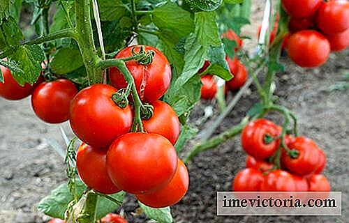 Ideer for voksende tomater hjemme