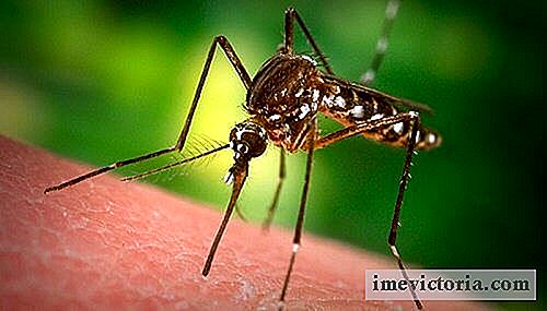 Perché le zanzare scelgono alcune persone per prenderlo?