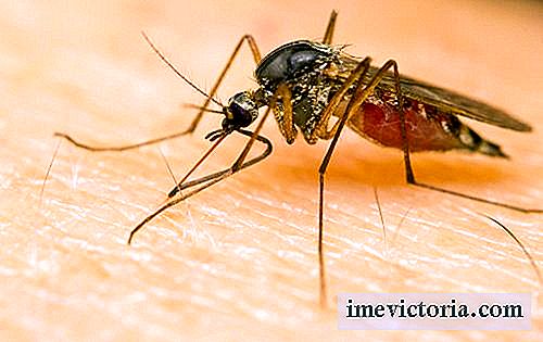 Hvorfor noen mennesker tiltrekke seg flere mygg?