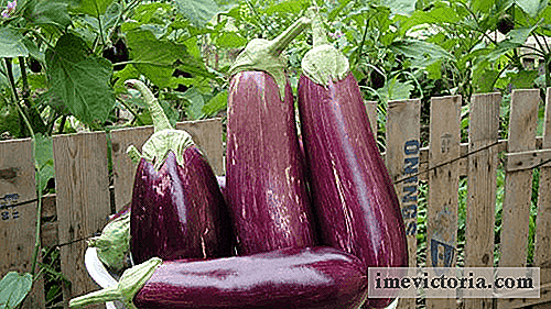 10 Fordeler med eggplant for vår helse