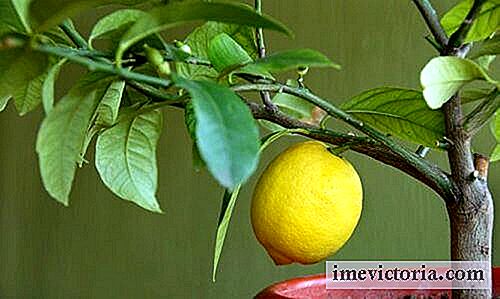 4 áRboles frutales que puedes cultivar en casa
