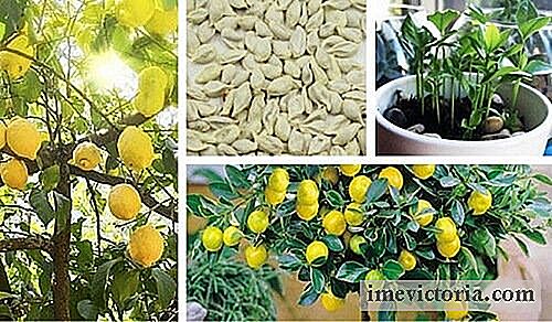 Come far germinare i semi di limone per un bellissimo albero nel vostro giardino
