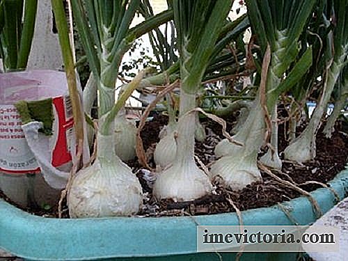 Cómo cultivar cebollas en casa