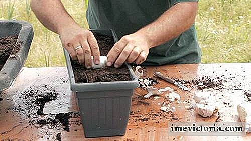 Cómo plantar ajo y cebolla en casa