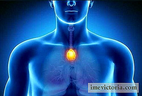 Thymus: mediator velfærd og vores immunsystem