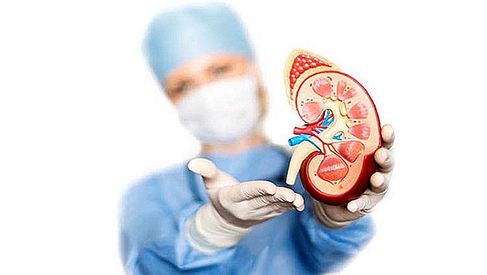 MEDICAL NEPHROLOGIST - Lékař, který se stará o ledviny
