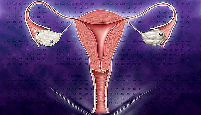 MENSTRUKSKYLLE - Hvordan menstruation opstår