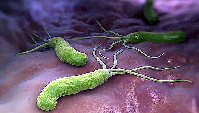Diaré fra bakterien Escherichia coli (E. coli)