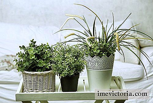5 Planter til at sætte sig i stuen til at sove