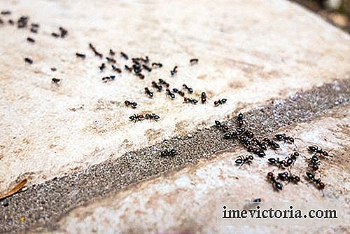 6 Afskrækningsmidler uden kemikalier til at bekæmpe myrer