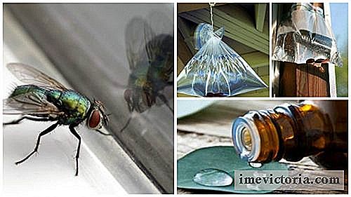 7 Casa vuela para luchar contra las moscas en la casa
