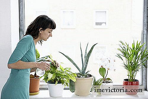 8 Plantas que purifican el aire de tu hogar