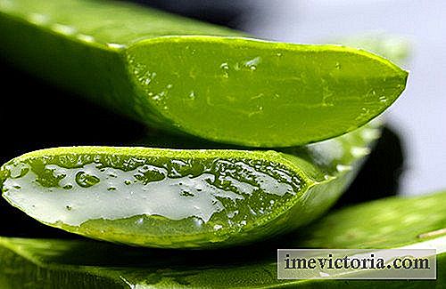 Aloe vera: Dygdigheterna hos denna medicinska växt