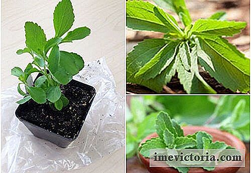 Cómo cultivar stevia en casa para aprovechar sus propiedades edulcorantes