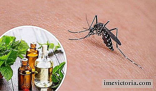 11 Nejlepších bylin a koření odpuzovat komáry