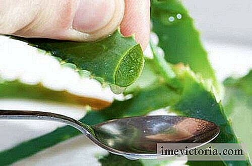 Výhodách aloe vera pro žaludek
