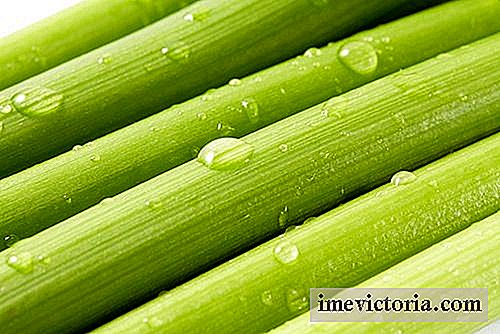 8 Celer vlastnosti, které činí chcete jíst častěji