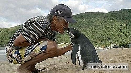 En pingvin svømmer mere end 8000 km om året for at møde den mand, der reddede hans liv